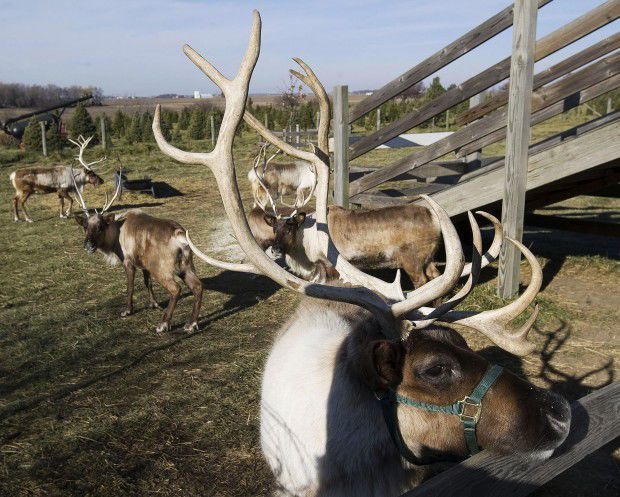 Hardy's Reindeer Ranch